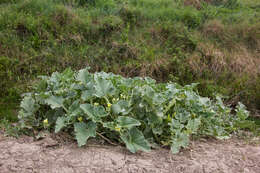 Image of squirting cucumber