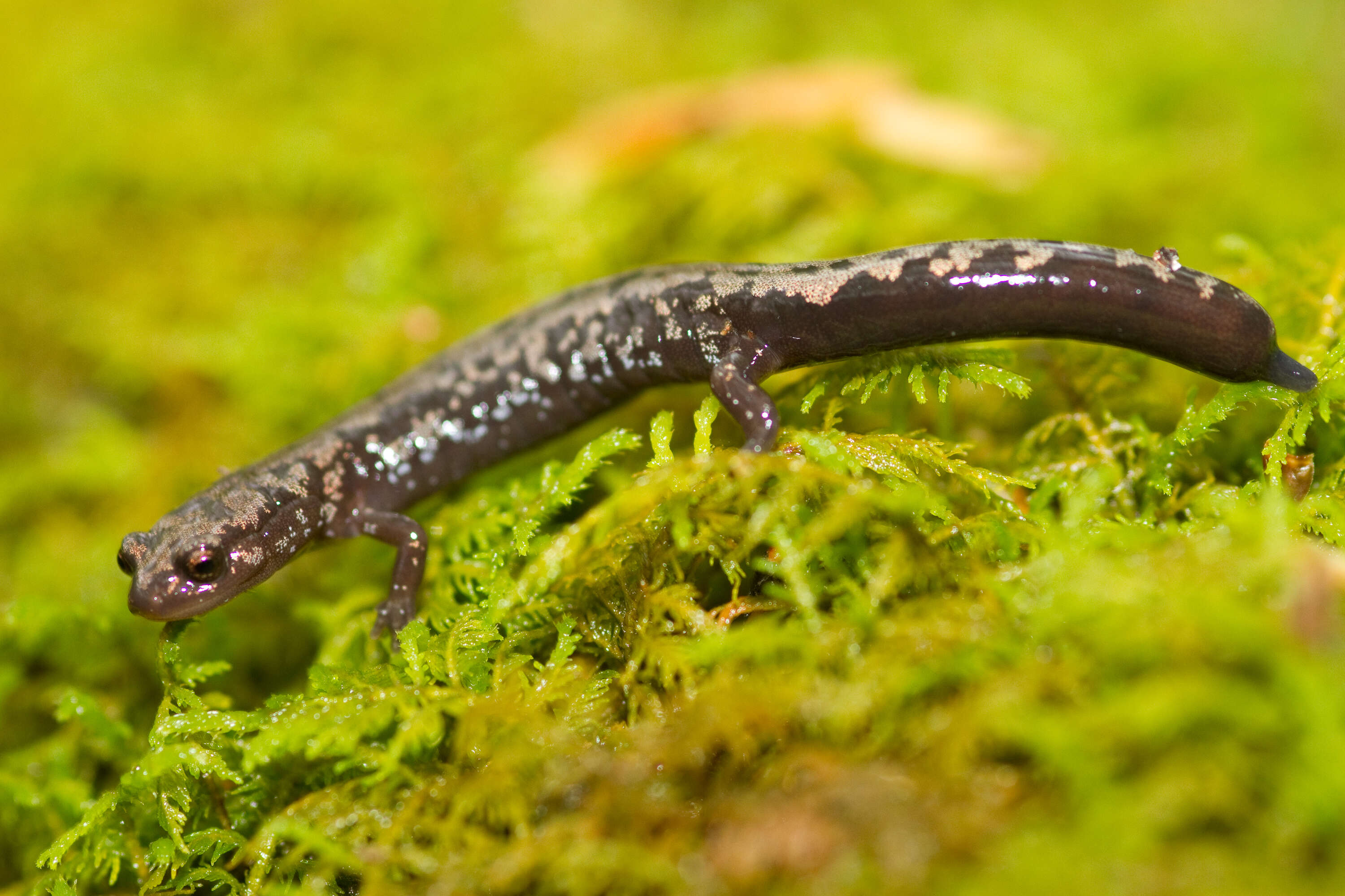 Plethodon welleri Walker 1931 resmi