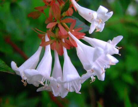 صورة Abelia × grandiflora