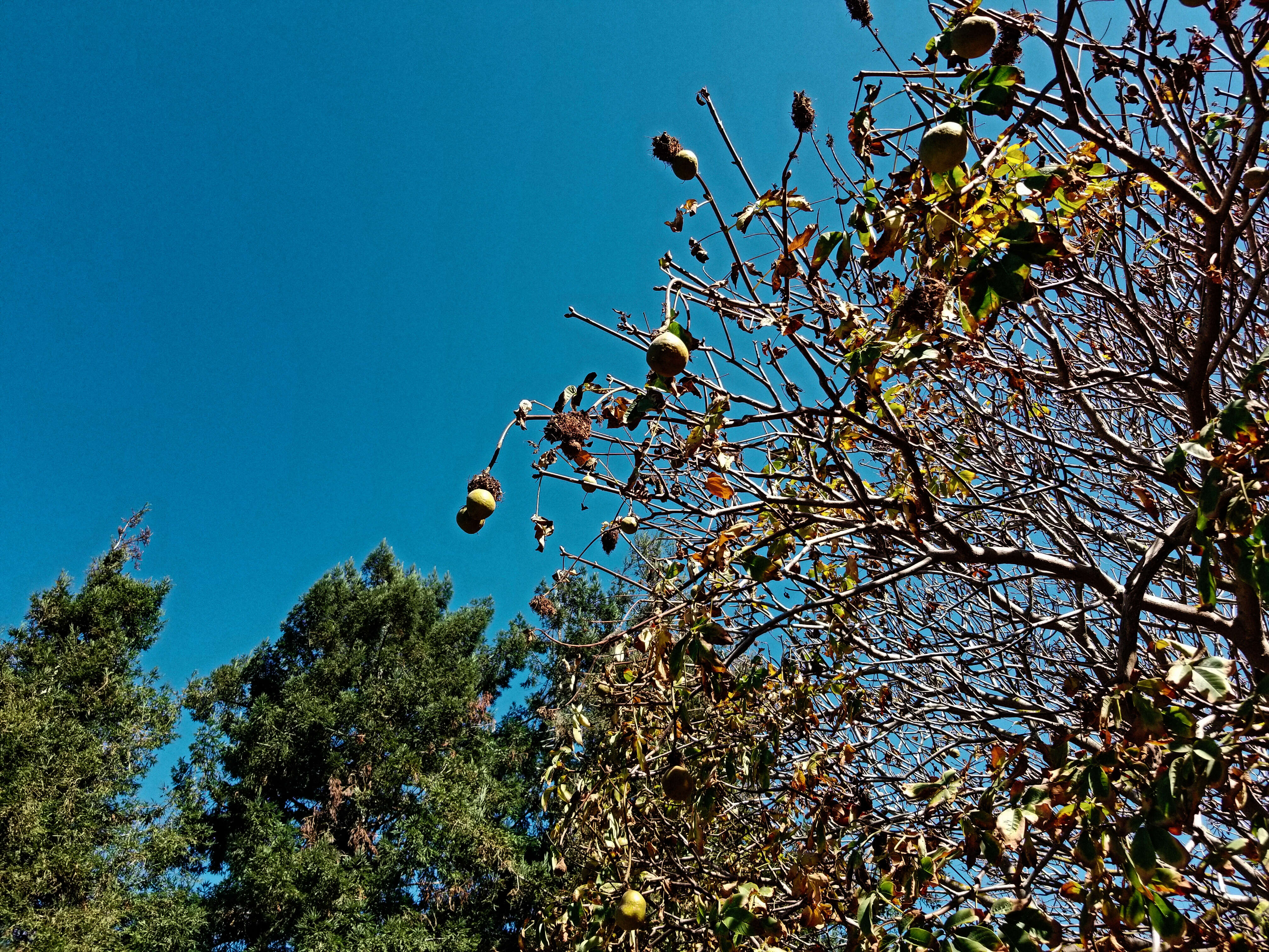 Imagem de Aesculus californica (Spach) Nutt.