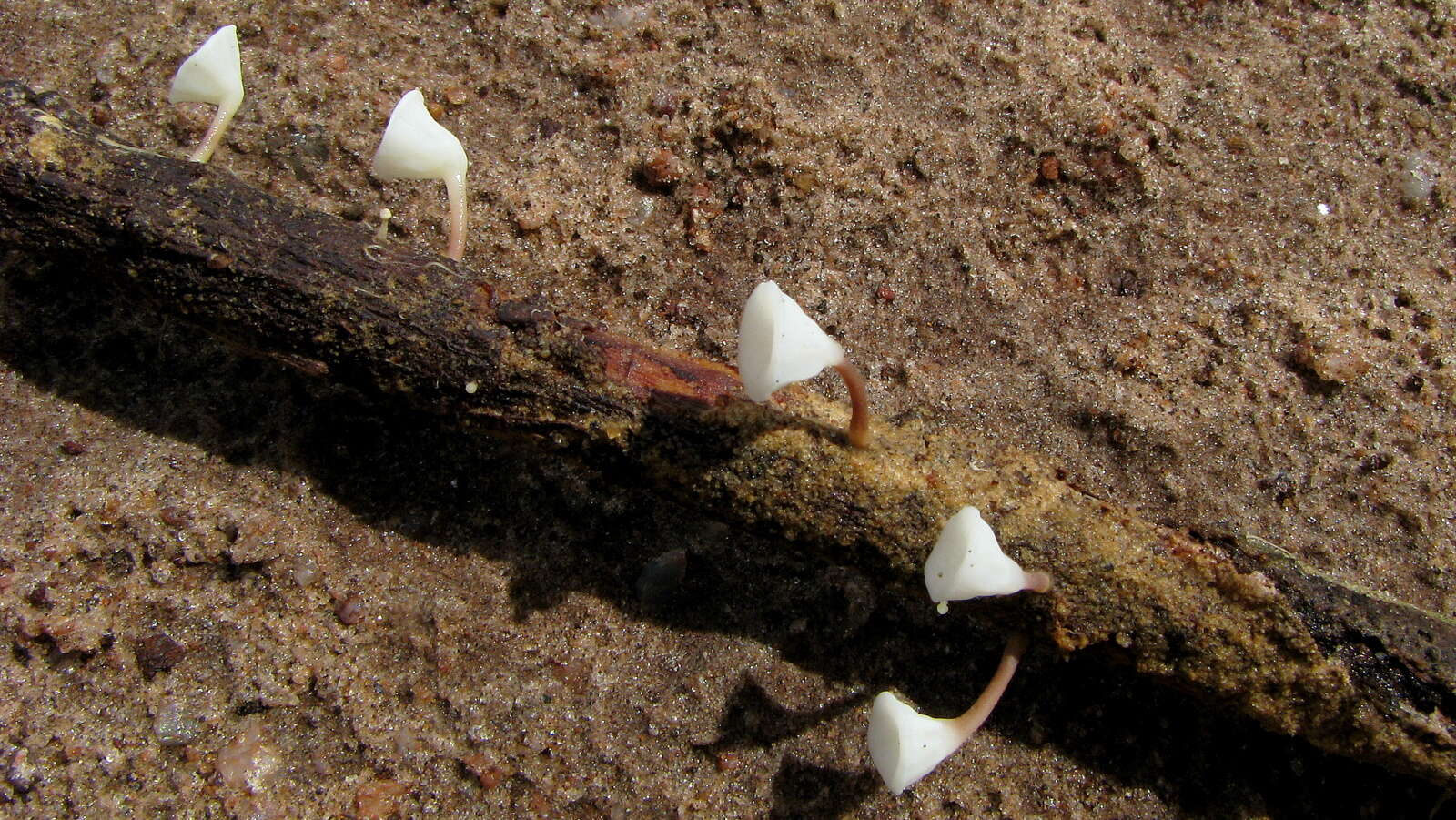 Gymnopus montagnei (Berk.) Redhead 2014 resmi