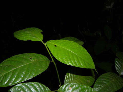 صورة Palicourea acuminata (Benth.) Borhidi