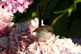 Image of Superb Fairy-wren