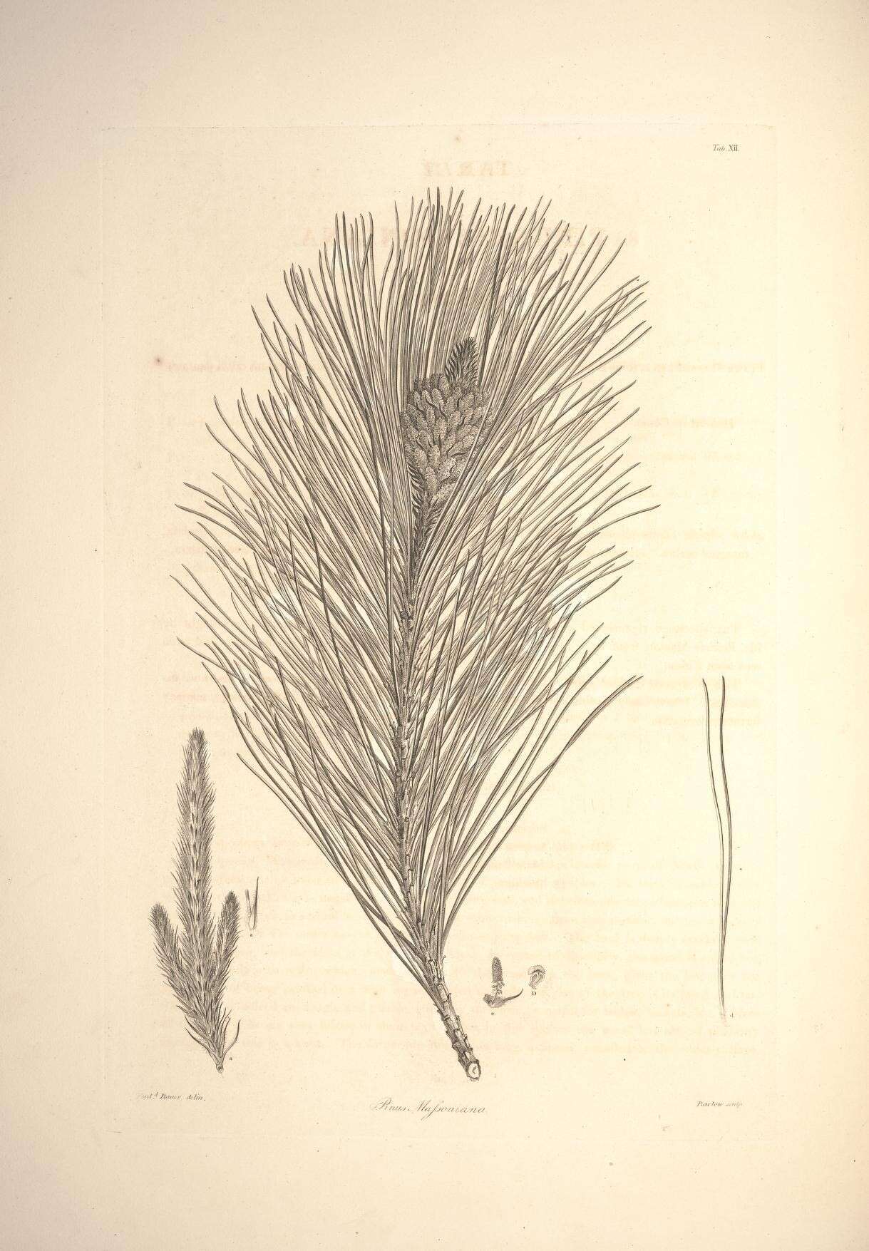 Image of Chinese Red Pine