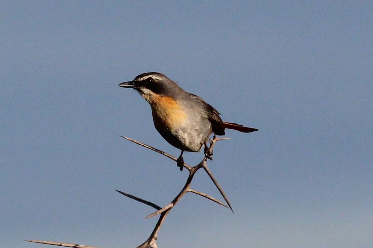 Image of Cape Robin