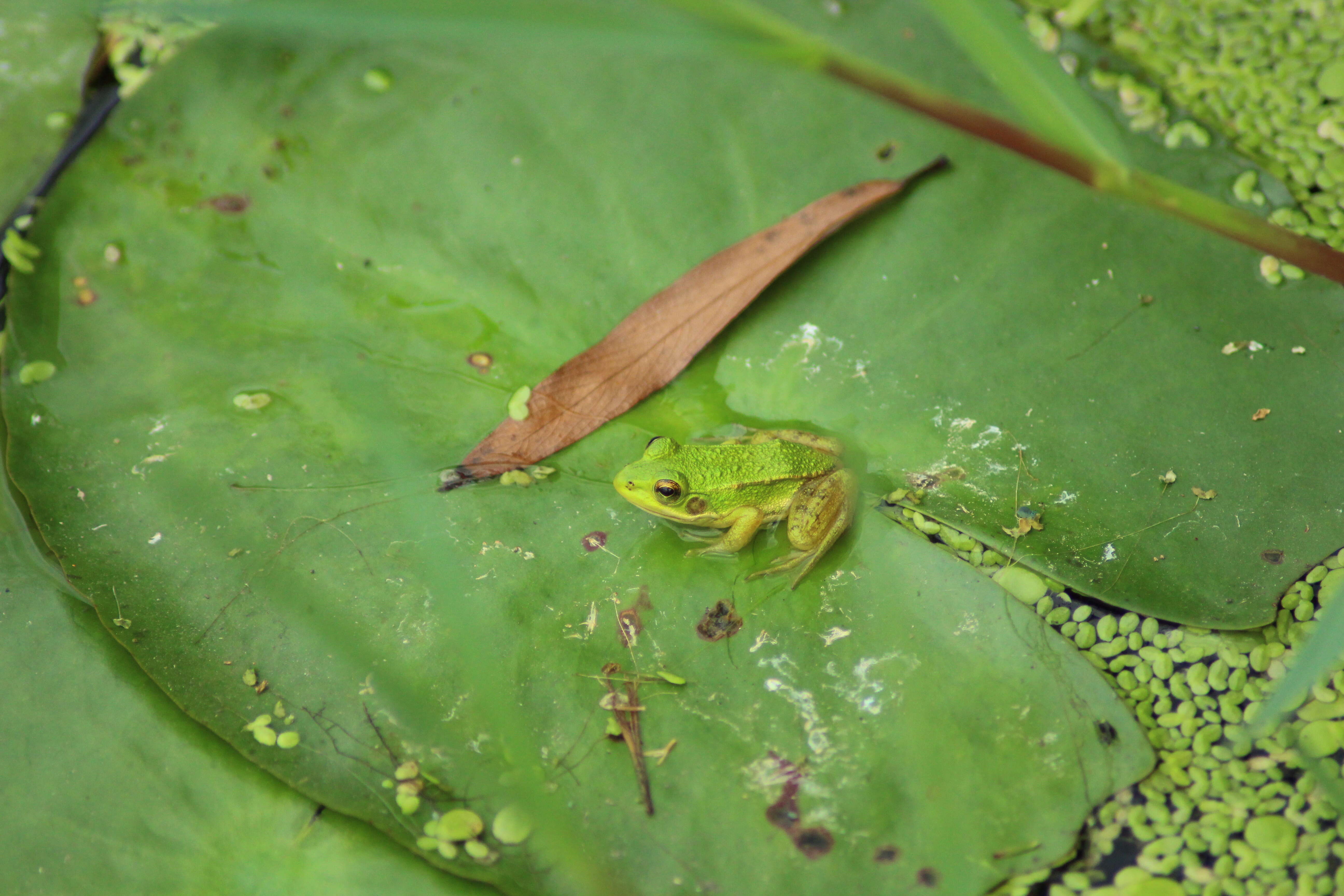 Image of Green Frogs; Water Frogs