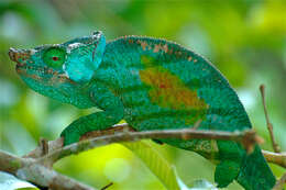 Image of Madagascar & Seychelles Islands Chameleons