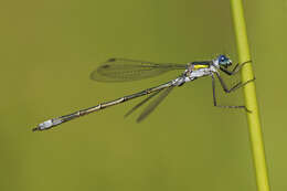 Image of Common Emerald Damselfly