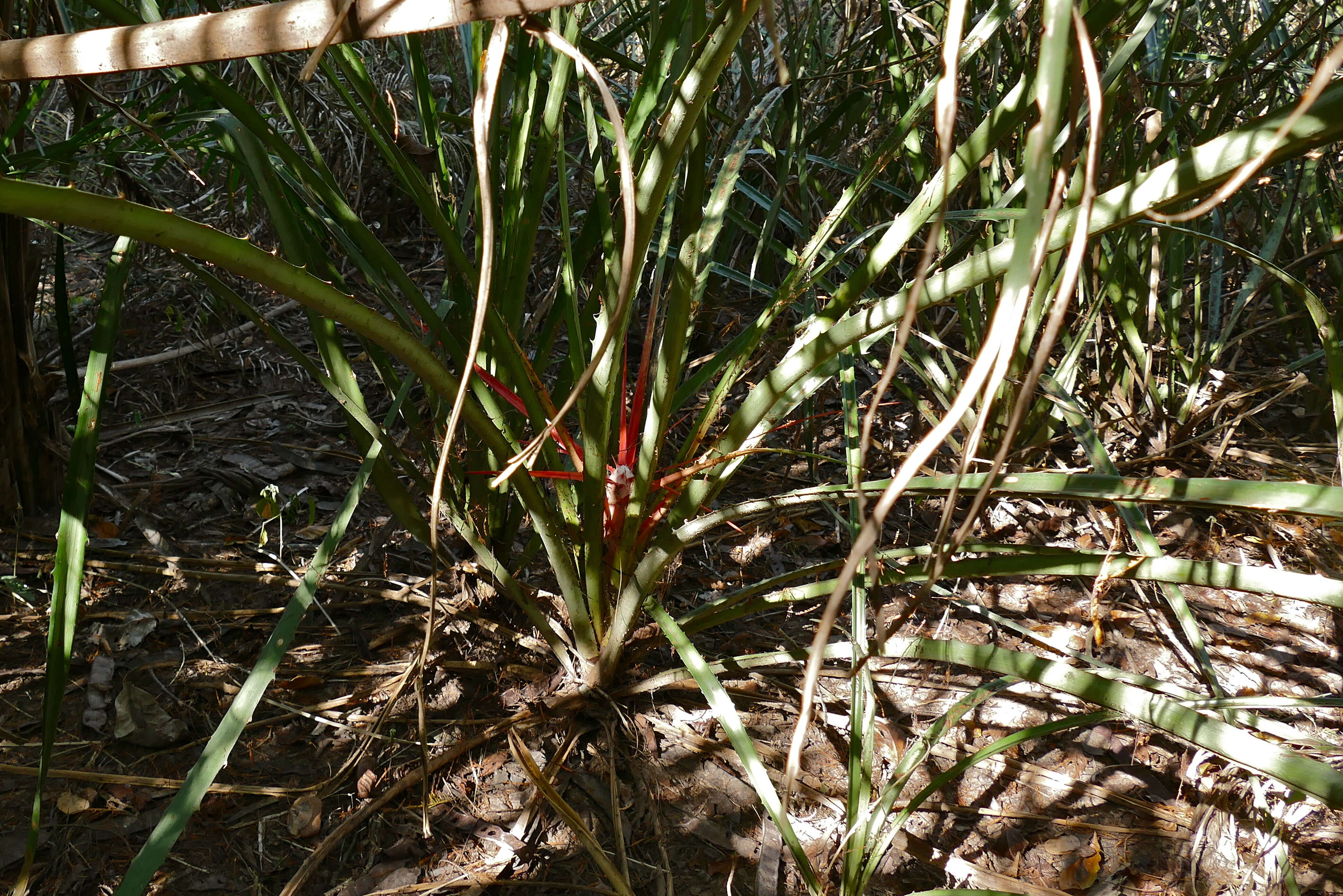 Image of bromelia