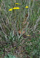 Image of French groundsel