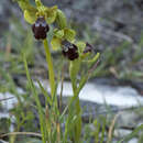 Image of Ophrys omegaifera subsp. israelitica (H. Baumann & Künkele) G. Morschek & K. Morschek