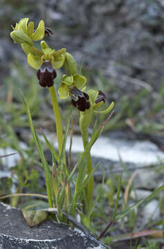 Image of Ophrys omegaifera H. Fleischm.