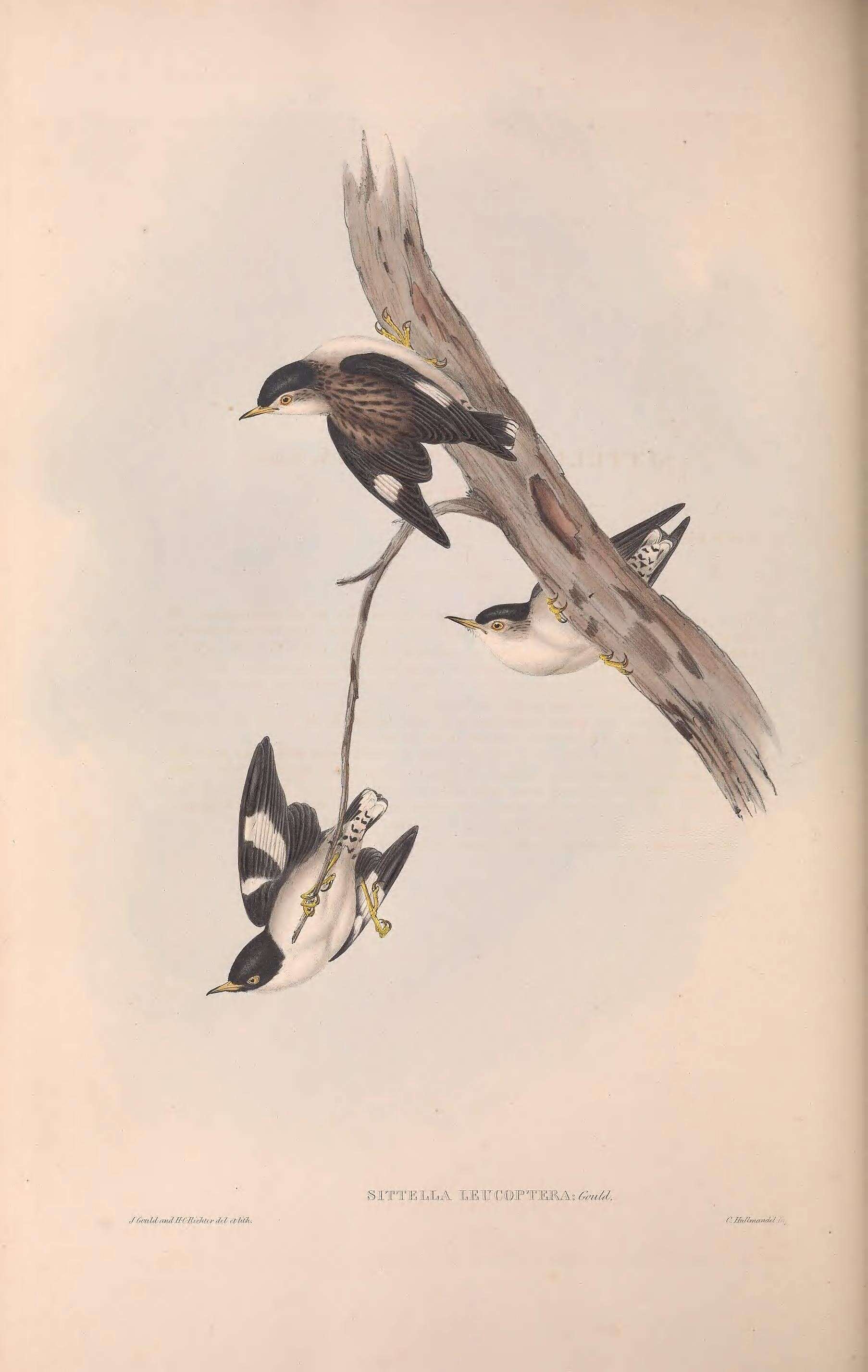 Image of Daphoenositta chrysoptera leucoptera (Gould 1840)