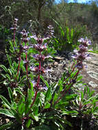 Imagem de Salvia sonomensis Greene