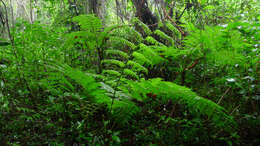 Cyathea microdonta (Desv.) Domin的圖片