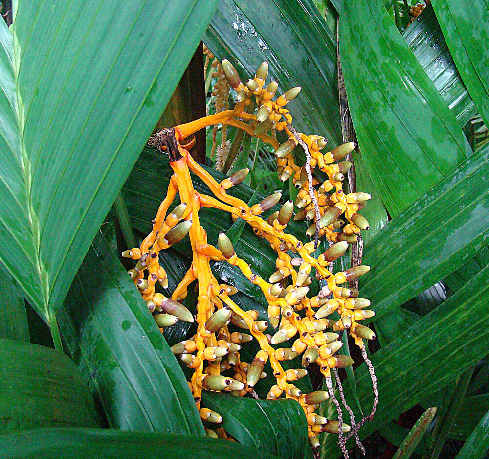 Imagem de Areca vestiaria Giseke