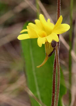Image of yellow butterwort
