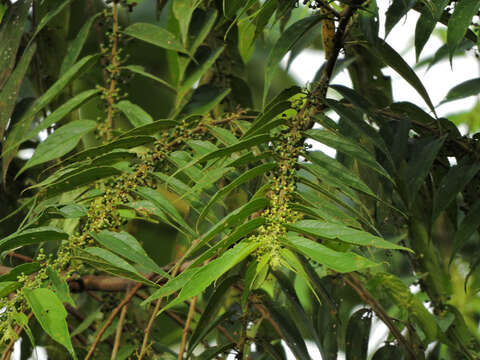 Image of Orange-chinned Parakeet