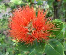 Image of 'ohi'a lehua