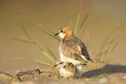 Image of Red-capped Dotterel