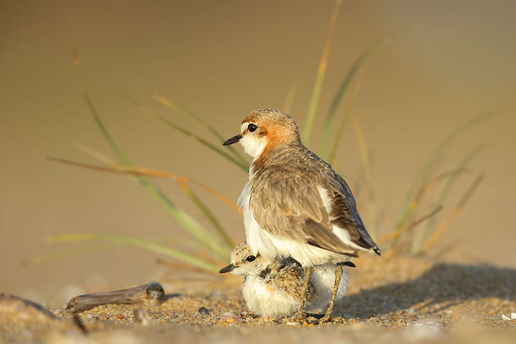 Image of Red-capped Dotterel