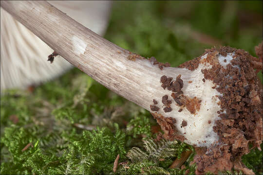 Image of Pluteus pouzarianus Singer 1983