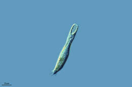 Image of Ciliophora