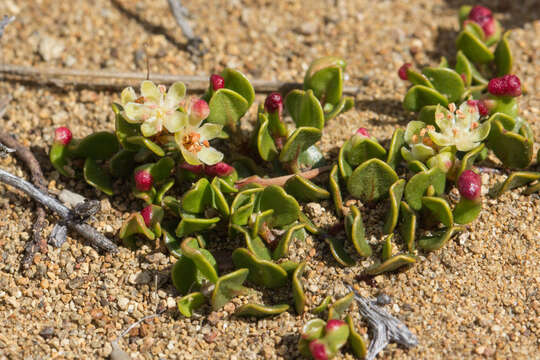 Image of sprawling wirevine