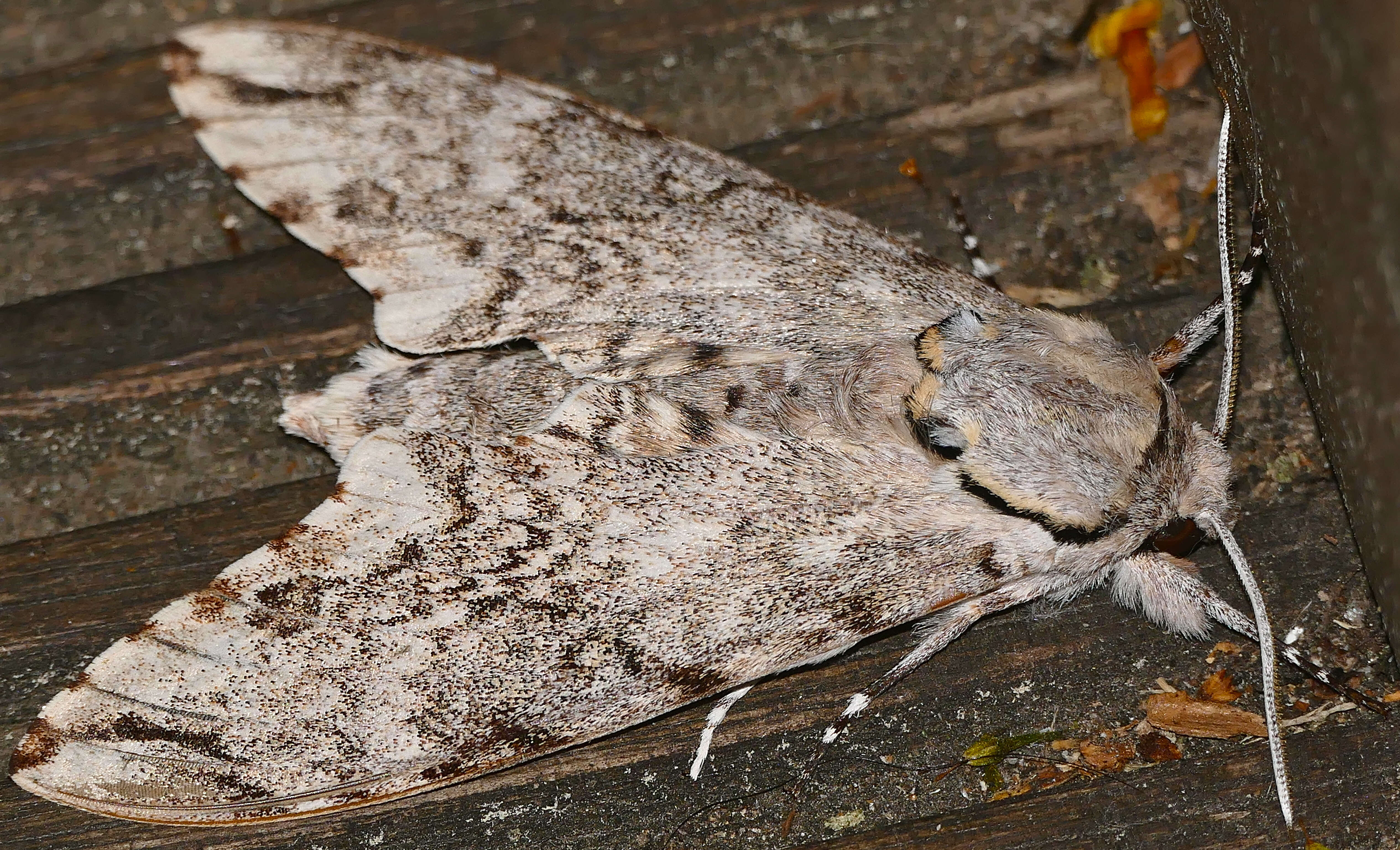 Image of Poliana natalensis (Butler 1875)