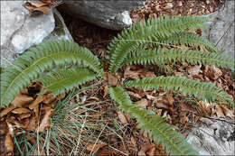 Image of holly fern