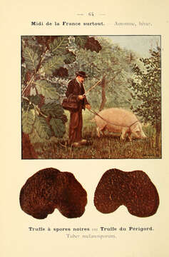 Image of truffle family