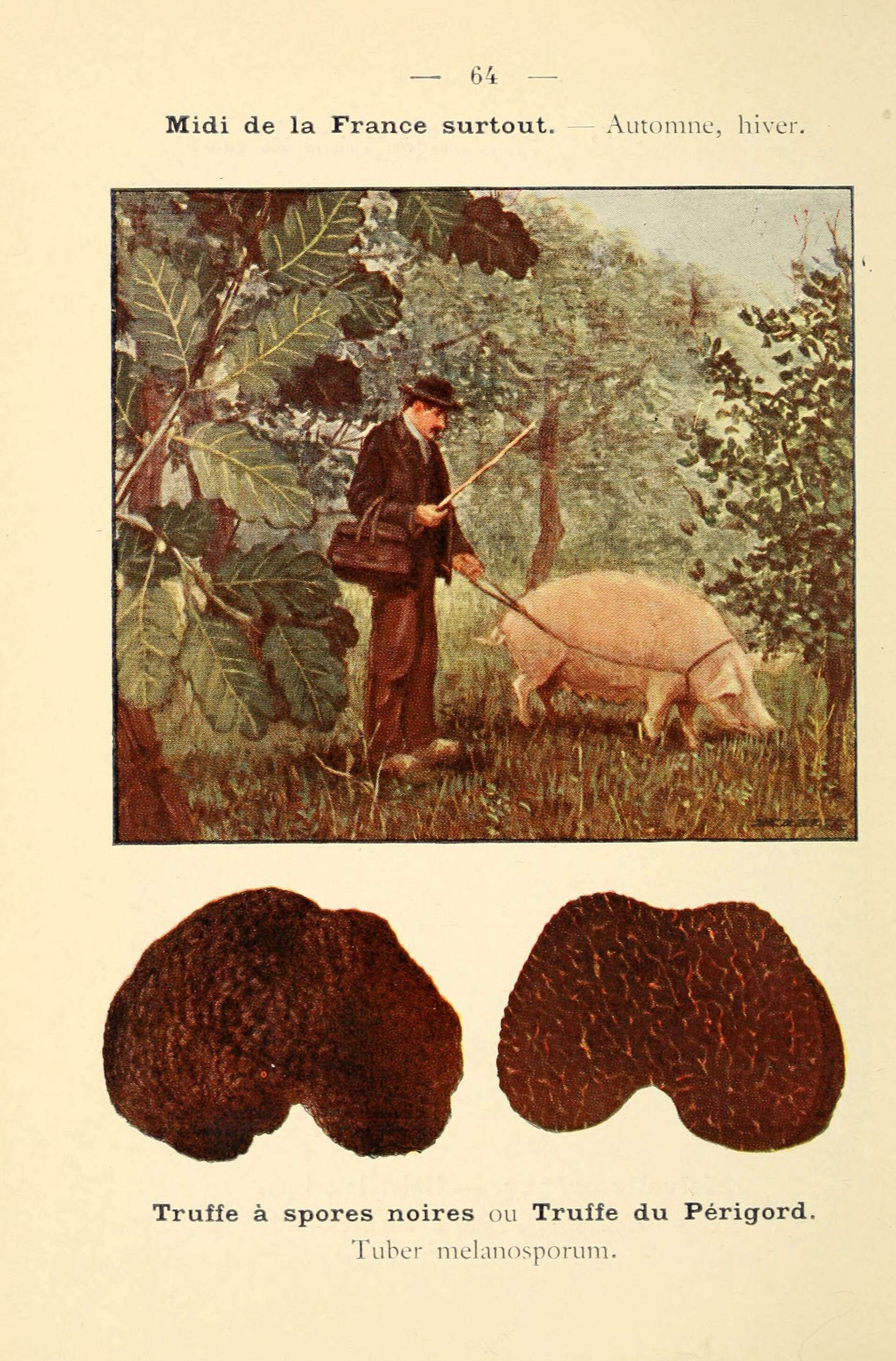 Image of Black Périgord Truffle