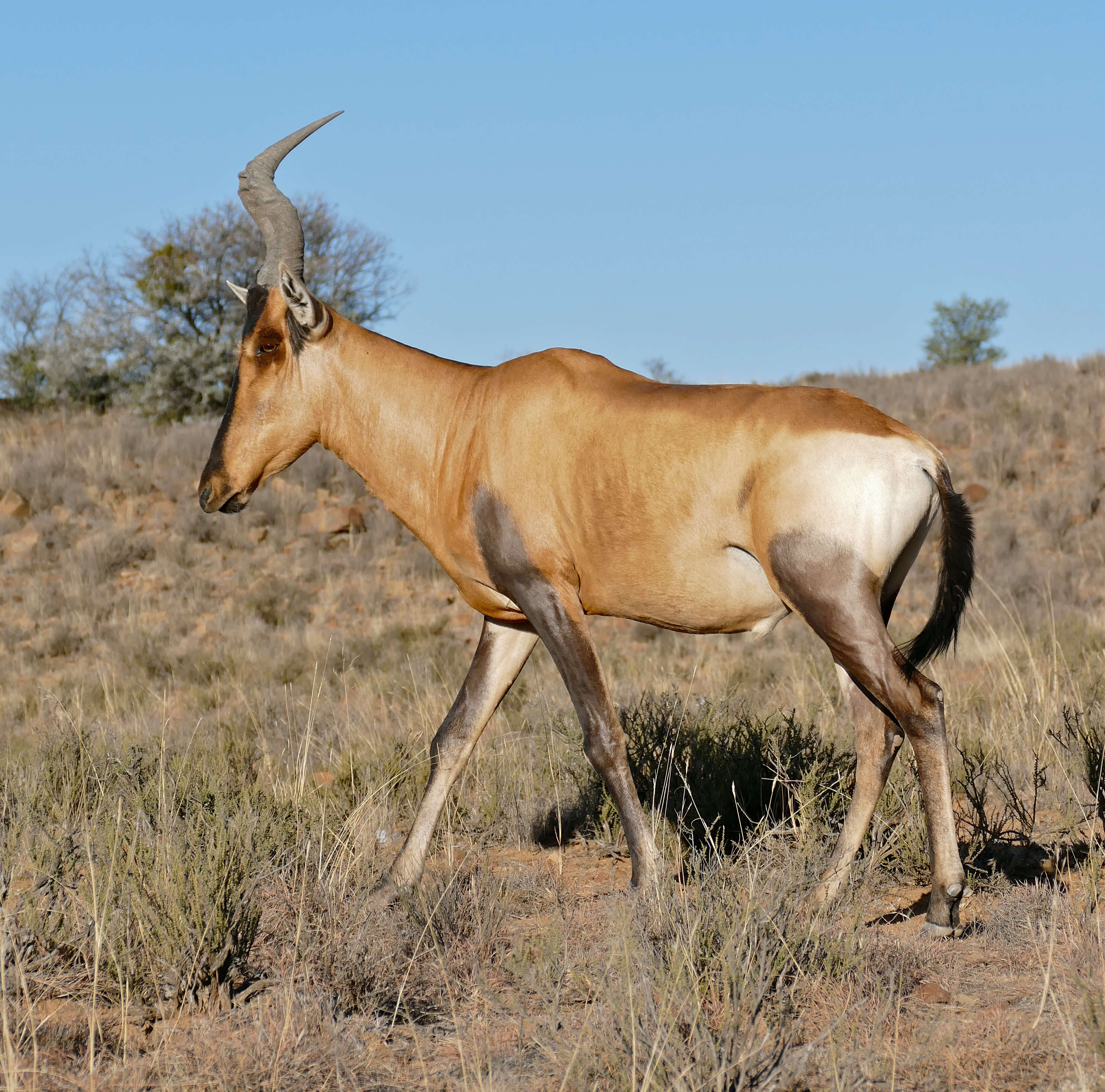 Image of Hartebeest