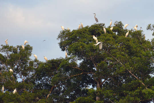 Image of Ardea Linnaeus 1758