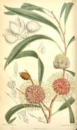 Image of Hakea laurina R. Br.