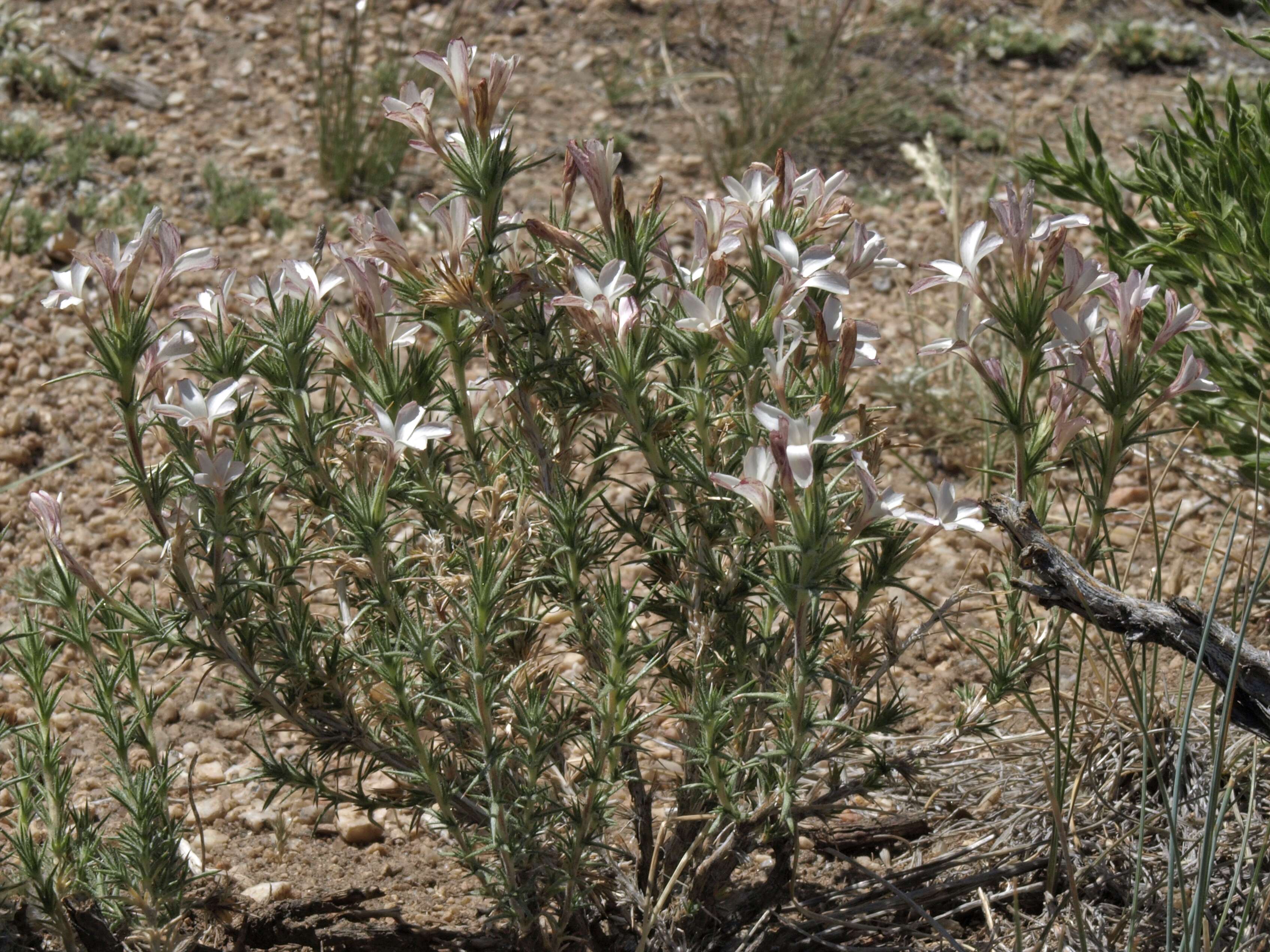 Image of linanthus