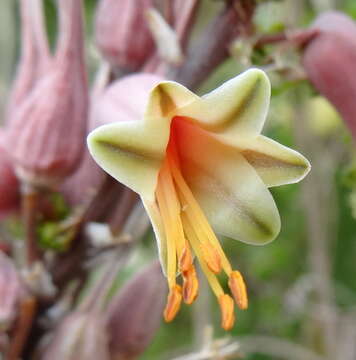 Aloe mossurilensis Ellert resmi