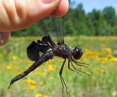 Image of Saddlebags gliders