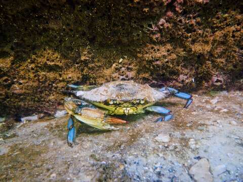 Image of blue crab