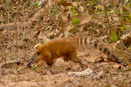 Image of Coati