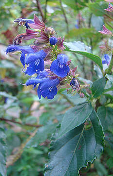 Image of Salvia pteroura Briq.