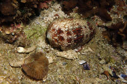 Image of cone snails