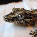 Image of Knob-headed Giant Gecko