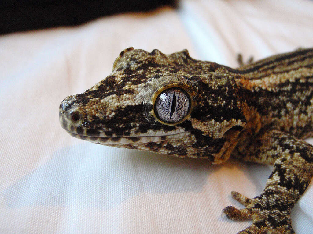 Image of Knob-headed Giant Gecko