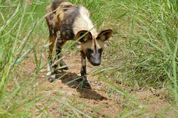 Image of African Wild Dog