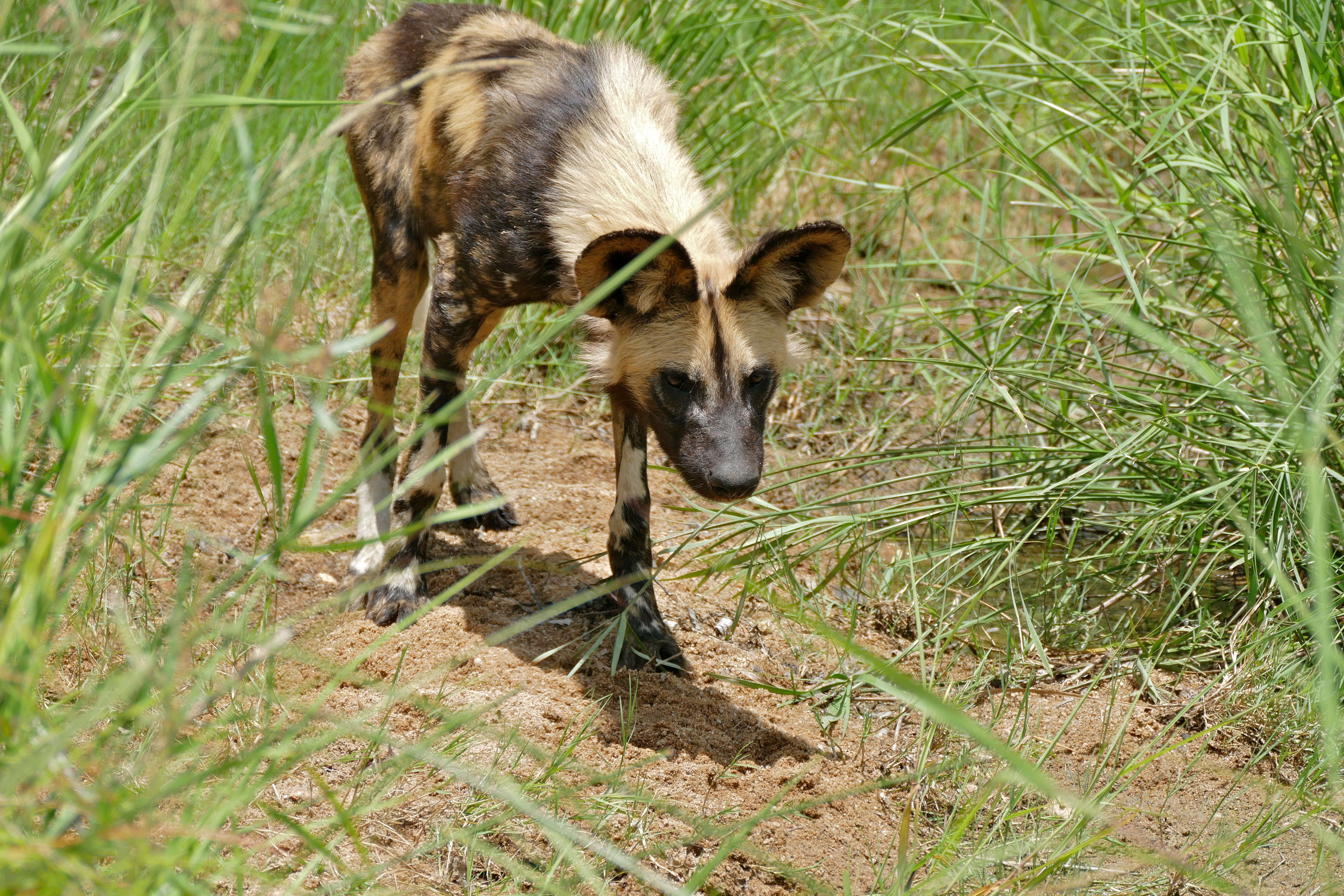 Imagem de Cão-caçador-africano