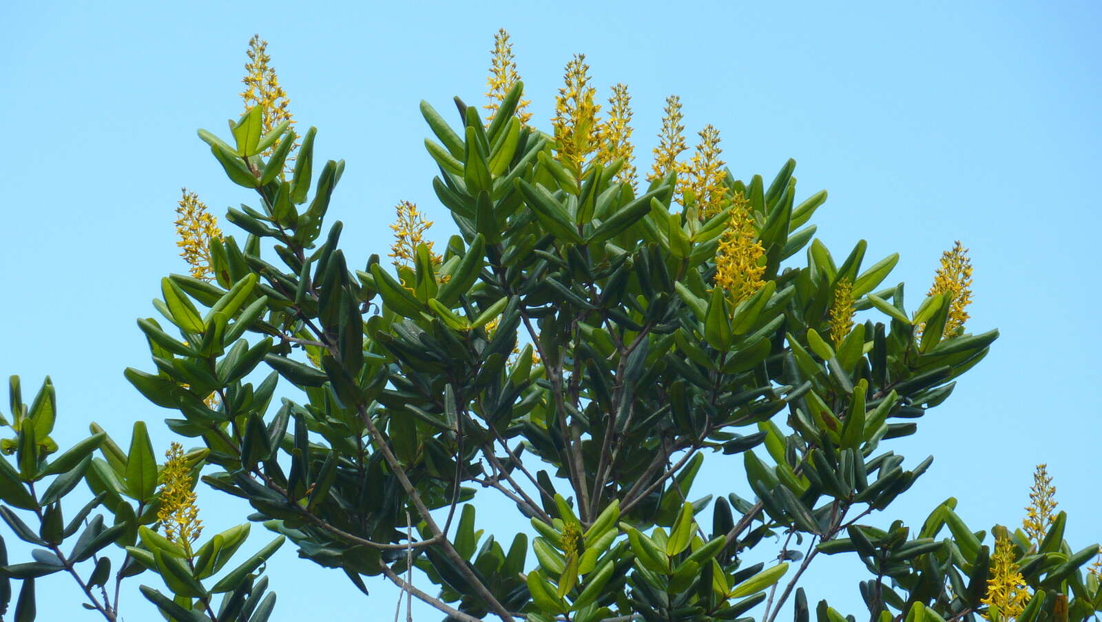 Image of Vochysia lucida C. Presl