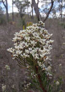 Image of Conospermum hookeri (Meissn.) E. M. Bennett