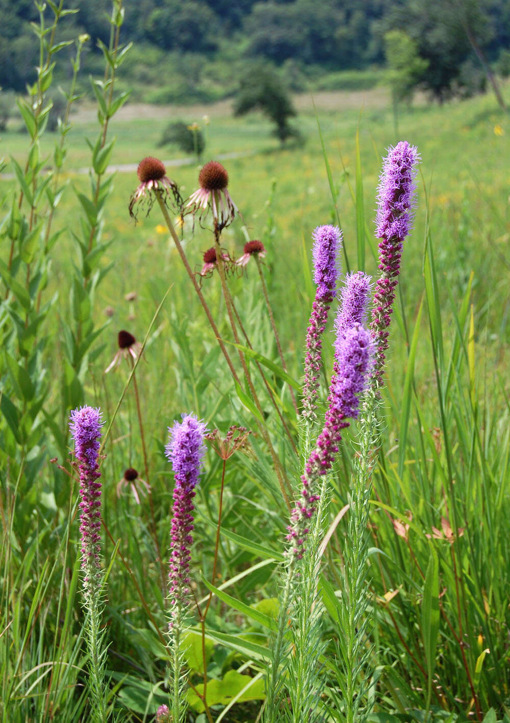 Image of prairie blazing star