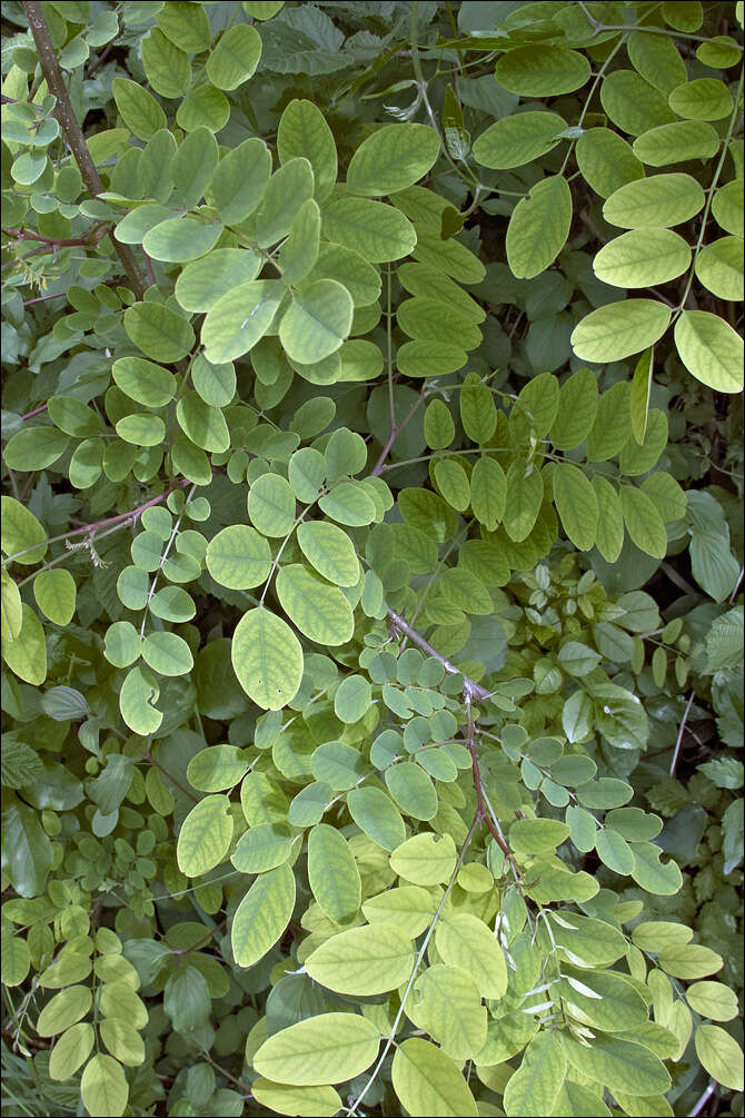 Image of black locust